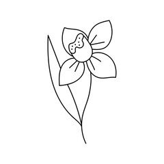 Spring flowers. Vector illustration. Isolated on white background