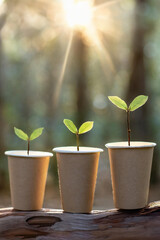 Three eucalyptus seedlings in paper disposable coffee cups represent sustainable growth in the forestry business - obrazy, fototapety, plakaty
