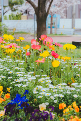 Obraz premium Beautiful flower gardens are blooming.