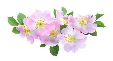 Light pink Roses with green leaves isolated on white background. Rosa Canina (Briar).