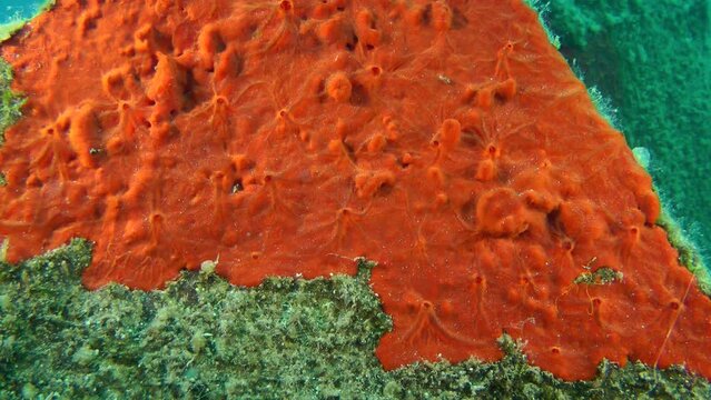Orange sponge (Spirastrella cunctatrix) on a rock on the seabed, medium shot.