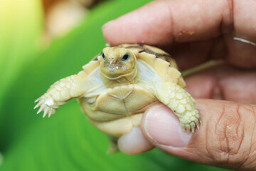Africa spurred tortoise being born, Tortoise Hatching from Egg, Cute portrait of baby tortoise...