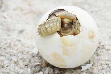 Africa spurred tortoise being born, Tortoise Hatching from Egg, Cute portrait of baby tortoise...