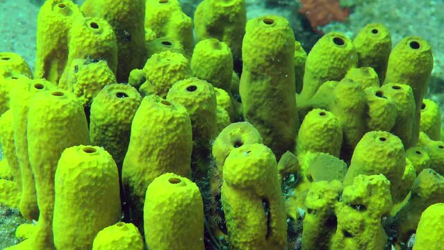 A picturesque group of Yellow tube sponge (Aplysina aerophoba) on a bottom rock, close-up.