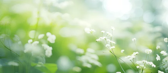 Fotobehang Serenity in Nature: Delicate White Flowers Abundantly Bloom Among Fresh Green Grass © vxnaghiyev