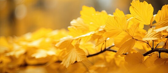 Obraz premium Vibrant Autumn Aesthetic: Stunning Close-Up of a Golden Yellow Leaf in Nature