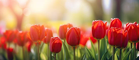 Gordijnen Vibrant Red Tulips Blooming in a Sunlit Garden - Spring Nature Background © vxnaghiyev