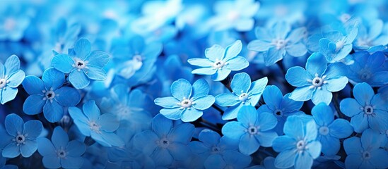 Absolute Blue - Forget-Me-Not Flowers in Full Bloom, Ideal for Relaxing Wallpaper Designs