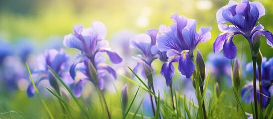 Vibrant Purple Iris Flowers Blooming Among Lush Meadow Grasses