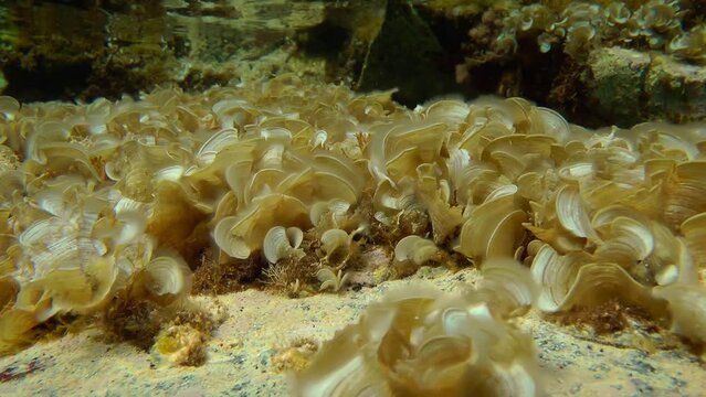 Brown algae Peacock's Tail (Padina pavonica) sways in time with the wave in shallow water, medium shot.