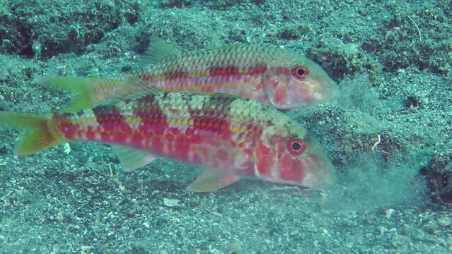 Marine fish Red mullet (Mullus barbatus) digs the sandy bottom in search of food, close-up.