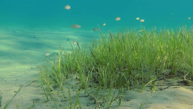 A picturesque underwater landscape: thickets of sea grass (Zostera marina) in sandy shallow water, over which small fish swim in the rays of the evening sun.