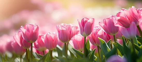 Fotobehang Vibrant Pink Tulips Bloom under the Spring Sunlight in a Lush Garden Setting © vxnaghiyev