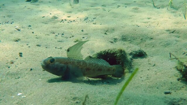 A male Black goby (Gobius niger) in breeding plumage near his shelter in sandy shallow water.