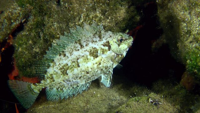 Spinefoot or Rabbitfish (Siganus sp.) in night color among bottom rocks, medium shot.