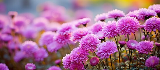 Vivid Pink Aster Novi Belgii Karminkuppel Flowers Blooming in Autumn Garden - obrazy, fototapety, plakaty