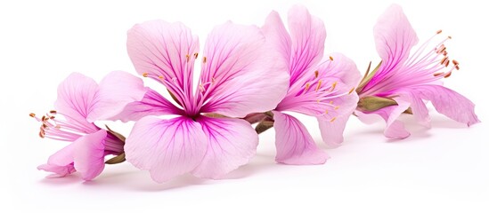 Vibrant Pink Camel's Foot Flower Blooms on a Clean White Background