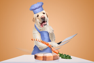 Cheerful Labrador in an apron and a chef's hat cuts a carrot into circles in flight