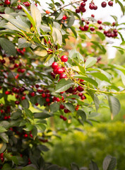 Fresh ripe sour cherry hanging on cherry tree