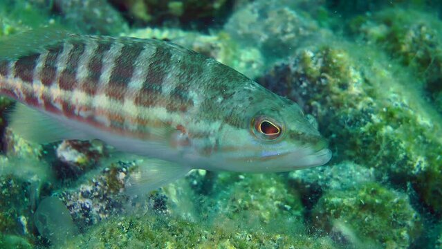 Marine fish Comber (Serranus cabrilla) on the background of rocky bottom, and then the fish leaves the frame, close-up.