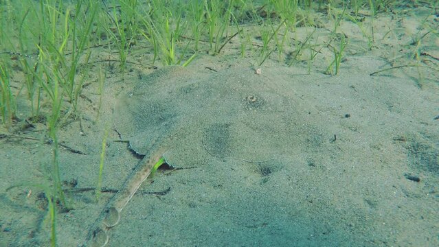 Marine fish Twineye ray (Raja miraletus) lies on the sandy seabed, then begins to slowly move away. Mediterranean.