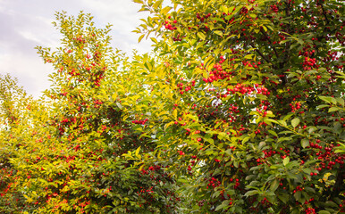Fototapeta na wymiar Fresh ripe sour cherry hanging on cherry tree