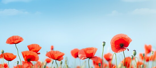 Fototapeta premium Vibrant Field of Scarlet Poppies Vibrating Against Clear Azure Sky in Nature's Color Symphony
