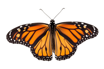 Fototapeta na wymiar Monarch Butterfly: Colorful butterfly with orange wings, black veins, and white spots against a white background