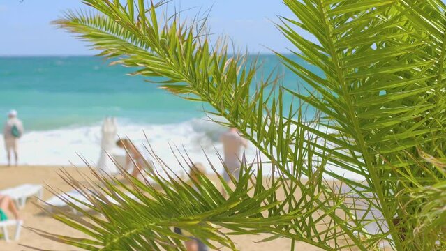 Seaside view with palm leaves swaying in a tropical beach setting in 4k slow motion 120fps