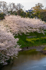桜