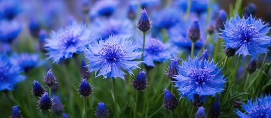 Fototapeta premium Vibrant Blue Cornflower Blossoms Blooming in a Picturesque English Garden