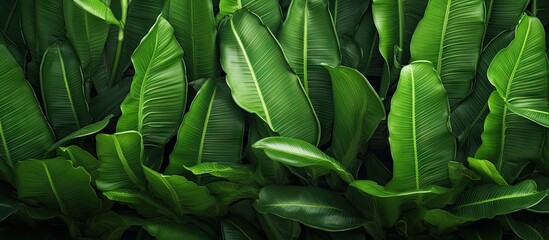 Fototapeta premium Vivid Green Banana Leaves Create a Lush Botanical Oasis in the Heart of the Jungle