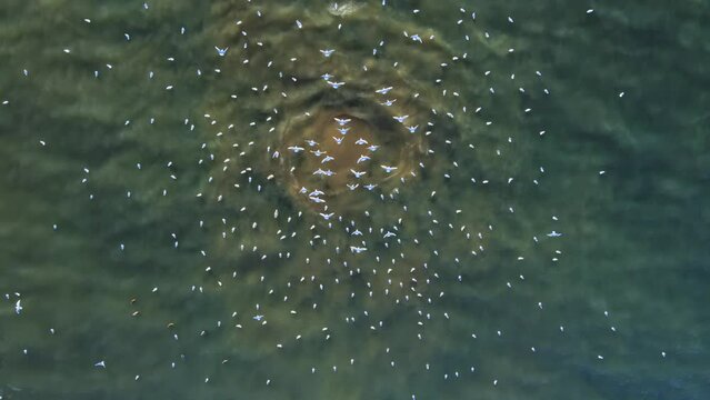 Sewer pipe in the sea. Seagulls hover above the bulbs of polluted water rising from the depths of the sea. Marine eutrophication is a significant environmental problem.