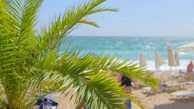 Seaside view with palm leaves swaying in a tropical beach setting in 4k slow motion 120fps
