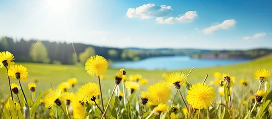 Papier Peint photo autocollant Jaune Golden Blooms: Stunning Field of Bright Yellow Flowers in Breathtaking Countryside Landscape