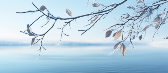 Frozen Birch Tree Branches Over a Tranquil Winter Lake in a Peaceful Nature Scene