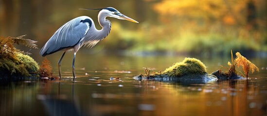 Graceful Grey Heron foraging in Beeder Bruch marshland with serene reflection on tranquil water - obrazy, fototapety, plakaty