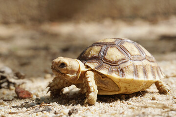 African Sulcata Tortoise Natural Habitat,Close up African spurred tortoise resting in the garden, Slow life ,Africa spurred tortoise sunbathe on ground with his protective shell ,Beautiful Tortoise