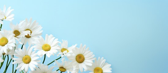 Elegant White Daisies Blossom on Soft Blue Background, Perfect for Inspirational Messages