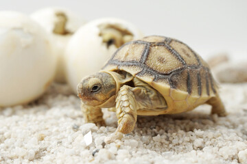 Africa spurred tortoise being born, Tortoise Hatching from Egg, Cute portrait of baby tortoise hatching, Birth of new life,Natural Habitat