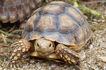 African Sulcata Tortoise Natural Habitat,Close up African spurred tortoise resting in the garden, Slow life ,Africa spurred tortoise sunbathe on ground with his protective shell ,Beautiful Tortoise
