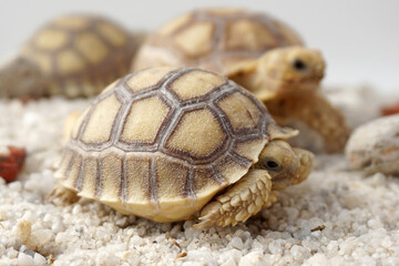 Africa spurred tortoise being born, Tortoise Hatching from Egg, Cute portrait of baby tortoise...