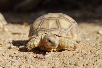 African Sulcata Tortoise Natural Habitat,Close up African spurred tortoise resting in the garden, Slow life ,Africa spurred tortoise sunbathe on ground with his protective shell ,Beautiful Tortoise