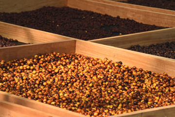Coffee beans drying in the sun              