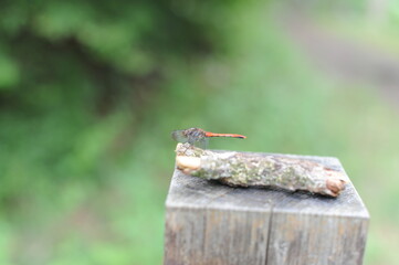 Dragonfly sitting on a log or piece of wood in the forest, Closeup photo. Macro with green background.