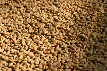 Close up of coffee beans drying in the sun              
