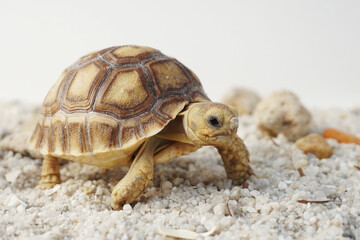 Africa spurred tortoise being born, Tortoise Hatching from Egg, Cute portrait of baby tortoise hatching, Birth of new life,Natural Habitat