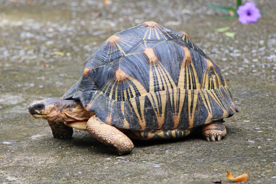 Cute radiated tortoise,cute animal ,Astrochelys radiata,The radiatedtortoise from Madagasca