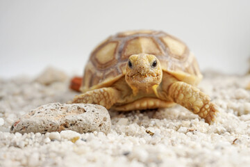 Africa spurred tortoise being born, Tortoise Hatching from Egg, Cute portrait of baby tortoise...