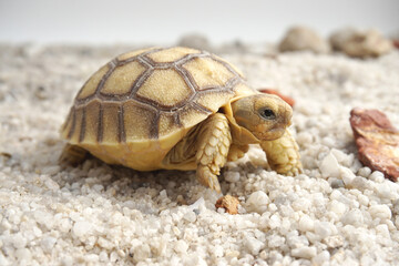 Africa spurred tortoise being born, Tortoise Hatching from Egg, Cute portrait of baby tortoise hatching, Birth of new life,Natural Habitat